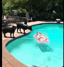 Dogs Pool GIF - Dogs Pool Chill GIFs