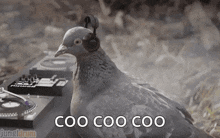 a pigeon wearing headphones is sitting on top of a turntable .