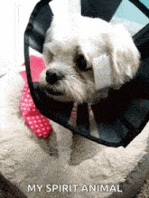 a small white dog wearing a cone with the words " my spirit animal " written below it