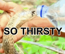 So Thirsty Snake GIF - So Thirsty Thirsty Snake GIFs