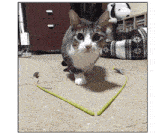 a cat is playing with a toy that looks like a heart and says cat-gifs.com at the bottom
