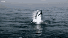 Great White Shark Slow Motion GIF - Great White Shark Great White Slow Motion GIFs