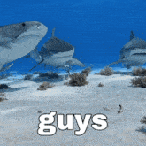 Guys Ivc GIF - Guys Ivc Shark GIFs