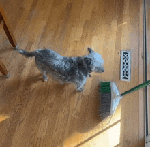 a small dog standing next to a broom on a wooden floor