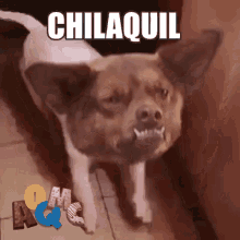 chilaquil trending viral perro humor