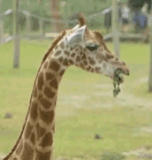 giraffes eating food