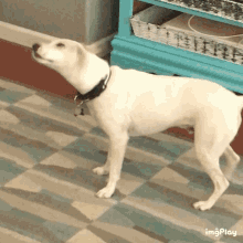 doug dog shake shimmy cute dog