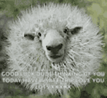 Good Luck Sheep GIF - Good Luck Sheep Thinking Of You Today GIFs