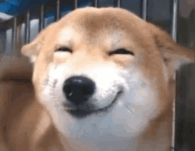 Dogo Luldogo GIF - Dogo Luldogo Happy Dogo GIFs