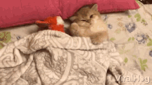 Sweet Cat Adorable GIF - Sweet Cat Adorable Appealing GIFs