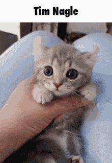 Tim Nagle Cat GIF - Tim Nagle Cat Kitten GIFs