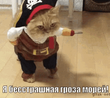 кот пират котик милашество GIF