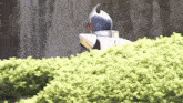 a man in a superhero costume is standing in front of a bush .