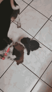 Puppy Problems Beagle GIF - Puppy Problems Beagle GIFs