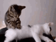 Cats Massage GIF - Cats Cat Massage GIFs