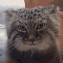 Cat Animal GIF - Cat Animal Paws GIFs