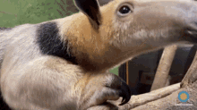 Tamandua Not A Pet GIF - Tamandua Not A Pet Anteater GIFs