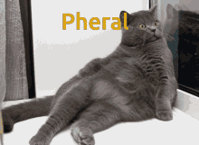 Pheral Monsters Of Etheria GIF - Pheral Monsters Of Etheria GIFs