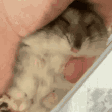 Hamster Cute Hamster GIF - Hamster Cute Hamster Sleepy GIFs