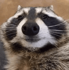 Raccoon GIF