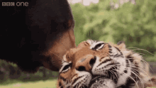 bear tiger unusual friends cute cuddle