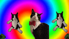 a black and white cat wearing a bow tie is dancing in front of a rainbow background