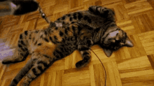 cat lying down playing around playtime