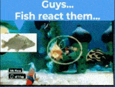 Fish React Mynamefishy GIF - Fish React Mynamefishy Fish GIFs