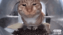 Mr Fresh Cat Feeder Camera GIF - Mr Fresh Cat Feeder Camera Orange Cat GIFs