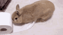 Toilet Paper Bunny GIF - Toilet Paper Bunny Funny GIFs