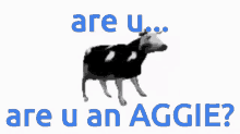 Aggie Cow GIF - Aggie Cow Uc Davis GIFs
