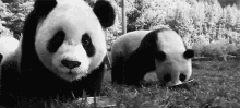 a black and white photo of two panda bears eating from a bowl .