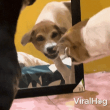 The Dog Barks At Its Reflection In The Mirror Viralhog GIF - The Dog Barks At Its Reflection In The Mirror Dog Viralhog GIFs