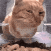 Cat Cat Meme GIF - Cat Cat Meme Cat Meme Side Eye GIFs