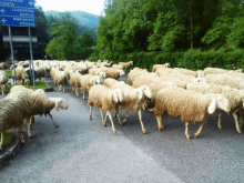 Pecore GIF - Pecore GIFs