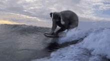 Wave Elephant GIF - Wave Elephant Wave Boarding GIFs