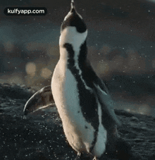 Penguin Showering.Gif GIF - Penguin Showering Penguin Penguin Walk GIFs