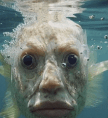 Stare Fishman GIF - Stare Fishman Big Lips Underwater GIFs