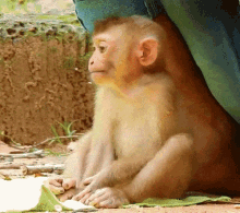Baby Monkey Onkeys GIF - Baby Monkey Onkeys Cute Monkey GIFs