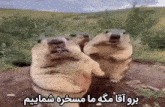 three ground squirrels standing next to each other with a caption in a foreign language .