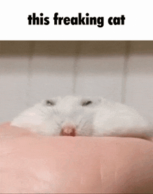 This Freaking Cat Hamster GIF - This Freaking Cat Hamster Thin Hamster GIFs