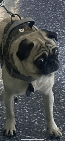 Dogs Funny Dogs GIF - Dogs Funny Dogs GIFs