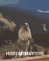 a ground squirrel standing on its hind legs with the words hhhh mimsy written on the bottom