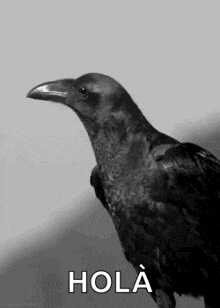 Raven GIF