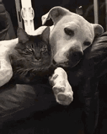 love cats dogs cuddle