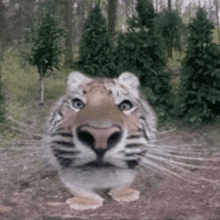 Tiger Silly Tiger Meme GIF - Tiger Silly Tiger Tiger Meme GIFs