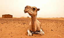 a camel is laying down in the desert with a building in the background