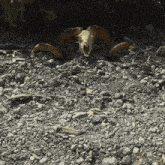 a ram 's skull is laying in the rocks