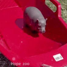 Baby Hippo Drift GIF - Baby Hippo Drift Sled GIFs