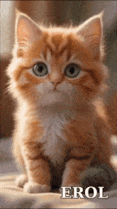 a kitten with the name erol on the bottom